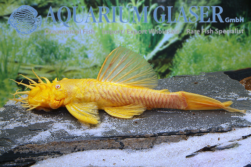Ancistrus Gold/Albino longfin